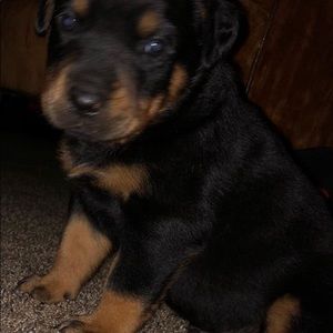 Meet your Posher, Angel